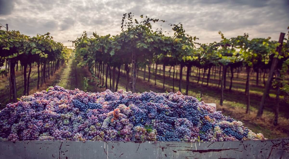 C’est les Vendanges en Amérique Latine 